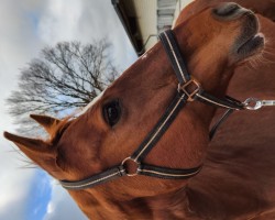 Pferd Winnie (Oldenburger, 2004, von Sergeant Pepper I)