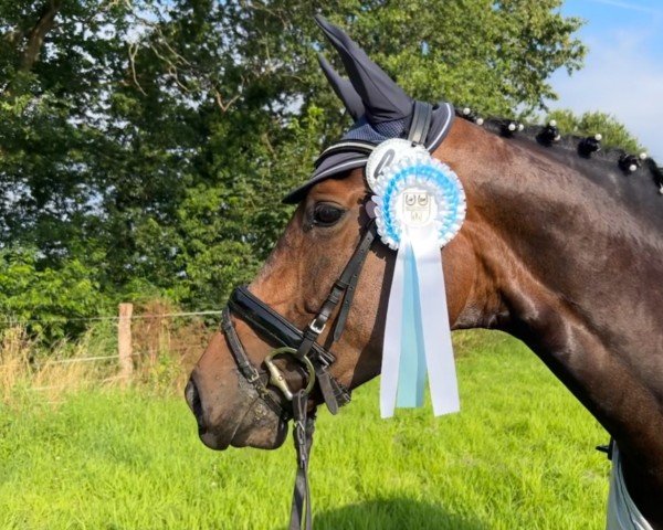 jumper Vote Vaiana (Hanoverian, 2019, from Viscount 22)