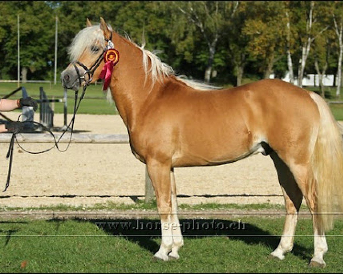 stallion Noventis (Edelbluthaflinger, 2002, from Nitendo (7,81% ox))