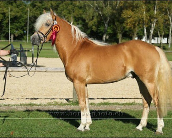 stallion Noventis (Edelbluthaflinger, 2002, from Nitendo (7,81% ox))