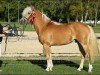 stallion Noventis (Edelbluthaflinger, 2002, from Nitendo (7,81% ox))