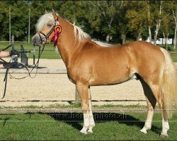 stallion Noventis (Edelbluthaflinger, 2002, from Nitendo (7,81% ox))