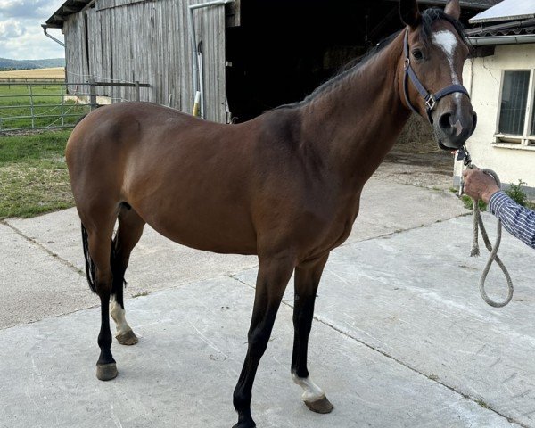 broodmare Afrika (Westphalian, 2012, from Arpeggio)