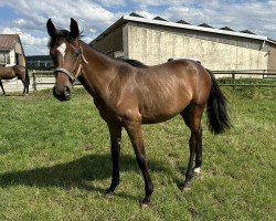 Springpferd Habanera (Westfale, 2023, von Hickstead Blue)