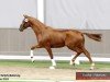 dressage horse E aus der Fiderwolke (Westphalian, 2022, from Escolar)