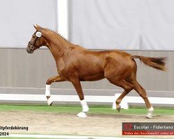 dressage horse E aus der Fiderwolke (Westphalian, 2022, from Escolar)