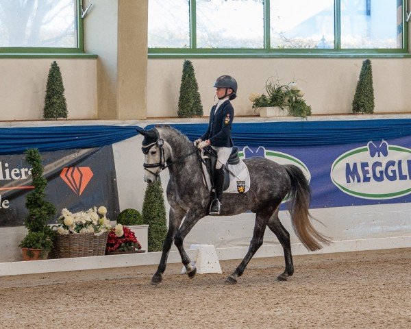 dressage horse Quickstep Ek (German Riding Pony, 2017, from Quintus)