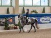 Dressurpferd Quickstep Ek (Deutsches Reitpony, 2017, von Quintus)