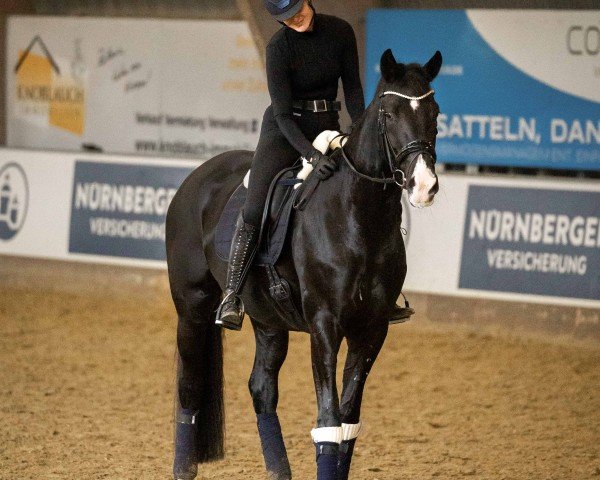 dressage horse Odessa‘s Dream 2 (KWPN (Royal Dutch Sporthorse), 2019, from Just Wimphof)