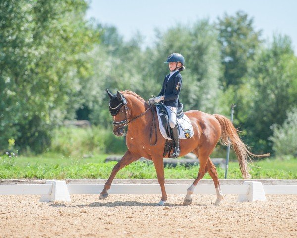 dressage horse Friedrichshof Del-Amaro (German Riding Pony, 2019, from CTS Delgado)