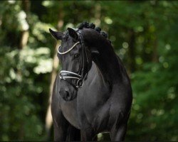 dressage horse Don Delight (Westphalian, 2019, from Blue Hors Dreamline)