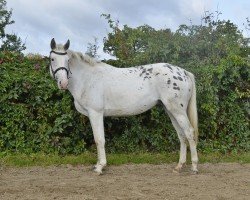 broodmare Calanthe (Great Poland (wielkopolska), 2020, from Malibu)