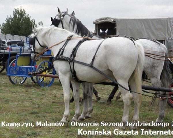 Deckhengst Galon (Wielkopolska, 1993, von Gawor)