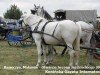 stallion Galon (Great Poland (wielkopolska), 1993, from Gawor)