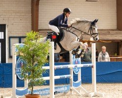 broodmare Cassandria S (Oldenburg show jumper, 2016, from Congress 4)