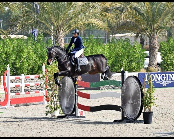 jumper Hangover (KWPN (Royal Dutch Sporthorse), 2012, from Canabis Z)