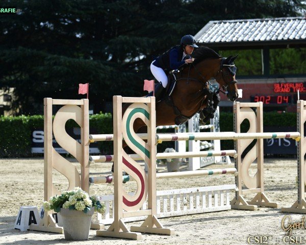 jumper Grand Touched Numo (KWPN (Royal Dutch Sporthorse), 2011, from Untouched)