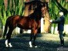 stallion Cefal (Great Poland (wielkopolska), 1995, from Gordon I)