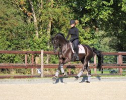 dressage horse Whatever we do (Oldenburg, 2016, from San Amour I)