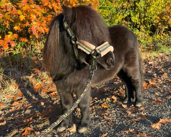 horse Björn van Steckarden (Shetland Pony, 2011, from Jordy van de Kar)