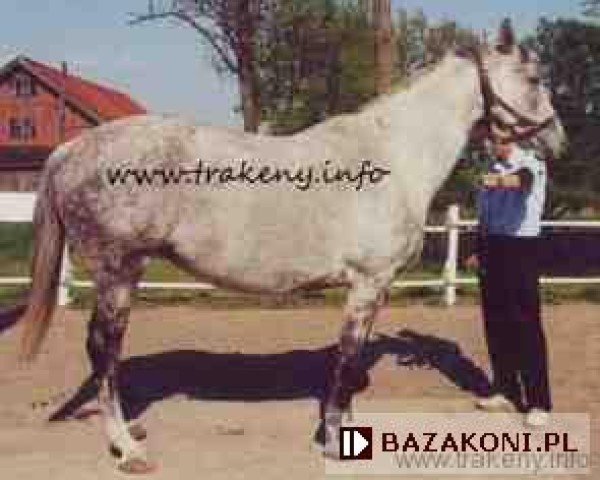 broodmare Linia (Great Poland (wielkopolska), 1989, from Czynel xx)