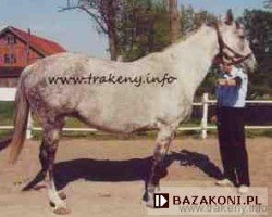 broodmare Linia (Great Poland (wielkopolska), 1989, from Czynel xx)