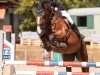 jumper Lascara 15 (Oldenburg show jumper, 2006, from Ludwig von Bayern 168 FIN)