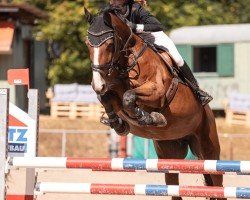 jumper Lascara 15 (Oldenburg show jumper, 2006, from Ludwig von Bayern 168 FIN)