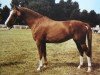 broodmare Porta Gloria 23833 (Brandenburg, 1983, from Glimmer)