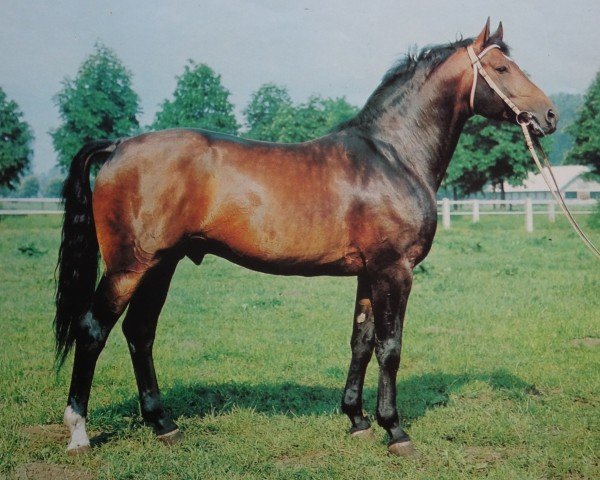 stallion Adept 2602 (Hanoverian, 1971, from Archimedes 4103)