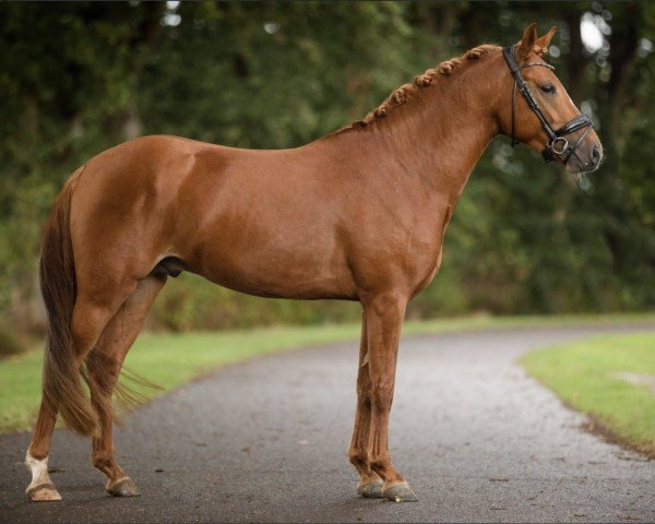 horse Wieberg's Bon Jovi (New Forest Pony, 2019, from Gruyter's Bruno Mars)