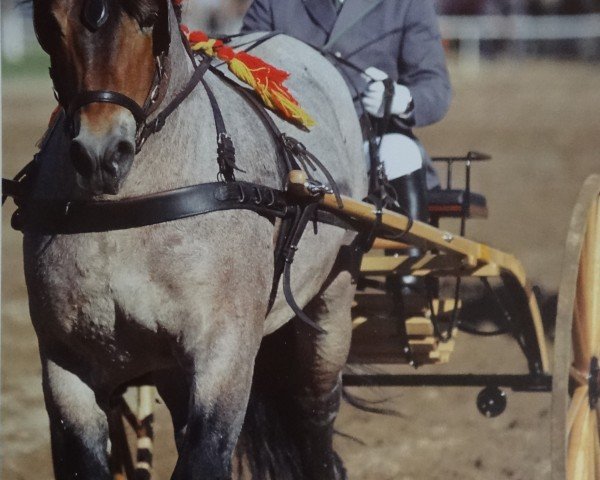 stallion Famulus (Saxon-Thuringian Draughthorse, 1993, from Fänger 1852)