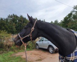 dressage horse Apollonia (unknown, 2006)