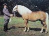 stallion Wildfang 326 (Haflinger, 1968, from Wilko 23 DDR)