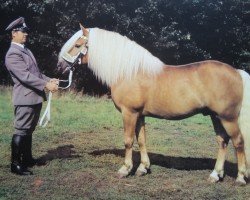 Deckhengst Wildfang 326 (Haflinger, 1968, von Wilko 23 DDR)