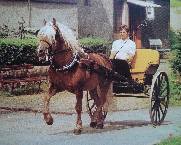 Deckhengst Staps 29 (Haflinger, 1966, von Stachus 13)