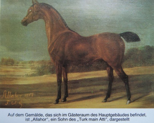 stallion Allahor x (Anglo-Arabs, 1797, from Turcmainatti ox)