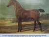 stallion Allahor x (Anglo-Arabs, 1797, from Turcmainatti ox)