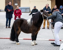 Pferd Falco von Seiferitz (Shetland Pony, 2022, von Fidel von der Mühlbachquelle)