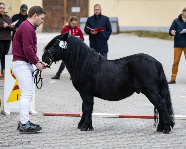 Pferd Theodor vom Schwalbennest (Shetland Pony, 2021, von Giersbergs Trouble)