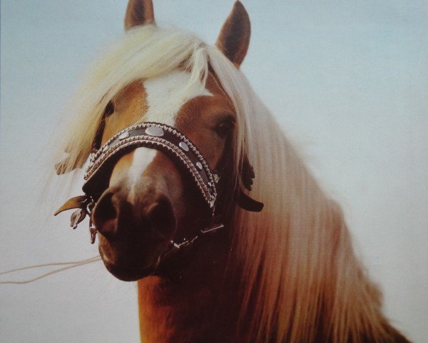 Deckhengst Wintano (Haflinger, 1977, von Wildfang 326)