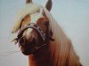 stallion Wintano 81 (Haflinger, 1977, from Wildfang 326)