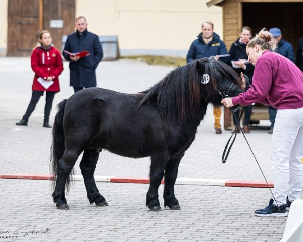 Pferd Gunnar vom Steingraben (Shetland Pony, 2021, von Gerry Black)