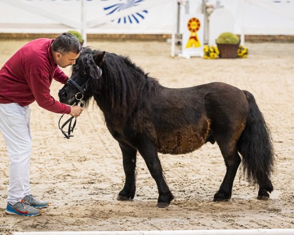 horse Wirbelwind v. d. Mühlbachquelle (Shetland Pony, 2020, from Wargrave of shetland)