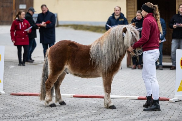 Deckhengst Nordin v. 't Heut (Shetland Pony, 2019, von Sietse van Vries)