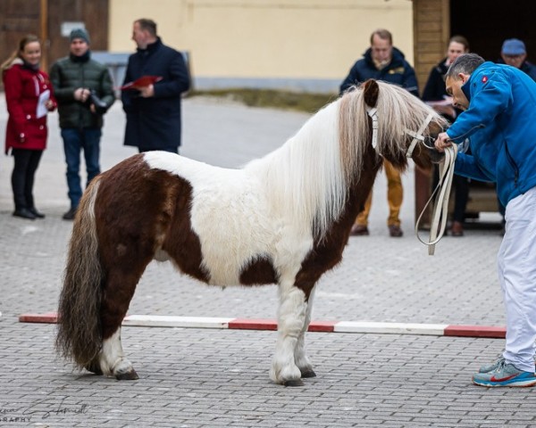 Deckhengst Stellagårdens Kawirac (Shetland Pony, 2016, von Another Color van de Amstelhof)