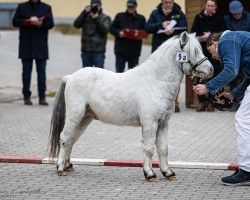 horse Jannus v.d. Kruisstraat (Nederlands Appaloosa Pony, 2021, from Safari sunset van Panorama)