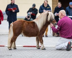 Pferd Popeye vom Lagenhof (Shetland Pony (unter 87 cm), 2022, von Prince van de Wijzend)