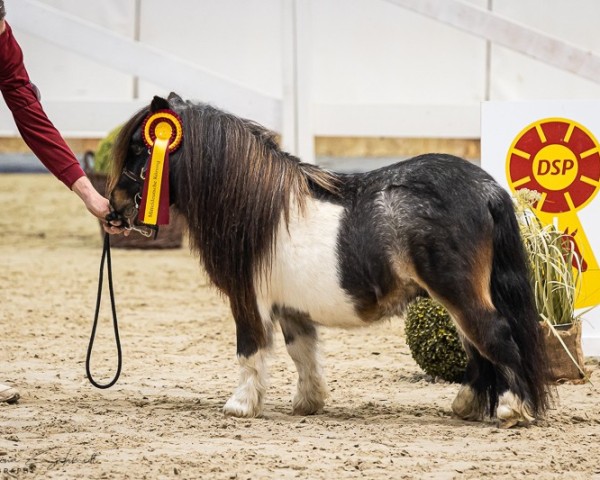 Deckhengst Halstock Jappeloup (Shetland Pony (unter 87 cm), 2020, von Halstock Grand Design)