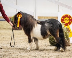 Deckhengst Halstock Jappeloup (Shetland Pony (unter 87 cm), 2020, von Halstock Grand Design)